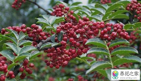 花椒树|花椒树怎么繁殖的？花椒树的栽培方法